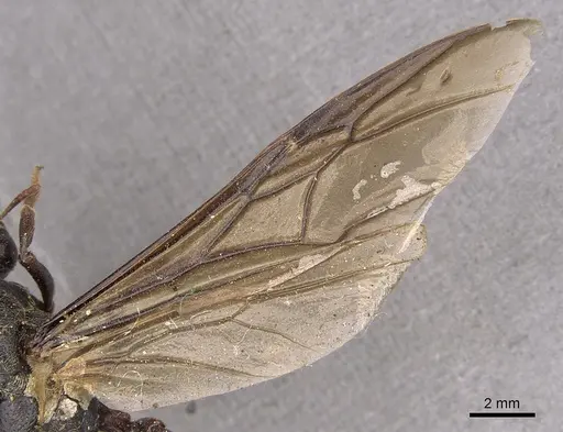 Carebara vidua - CASENT0901433