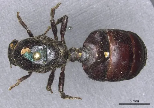 Carebara vidua - CASENT0901966