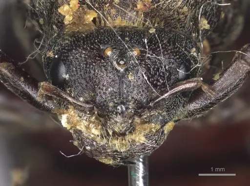 Carebara vidua - CASENT0901966