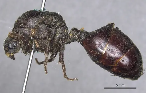 Carebara vidua - CASENT0901966