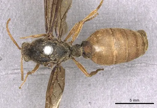 Carebara vidua - CASENT0902401