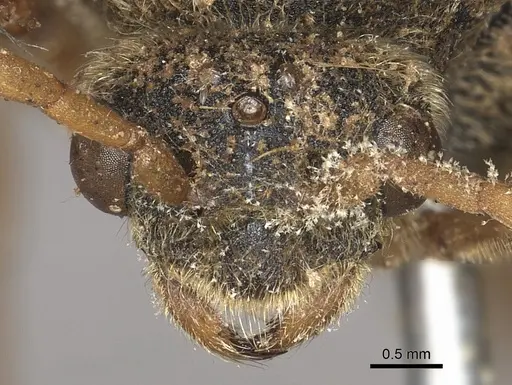 Carebara vidua - CASENT0902401