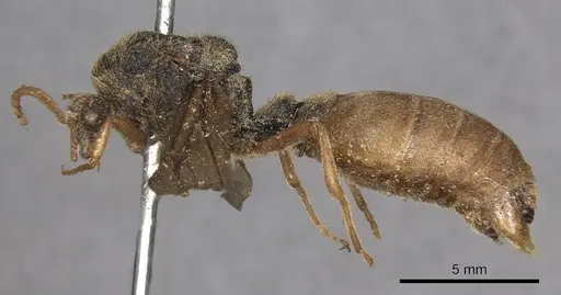 Carebara vidua - CASENT0902401