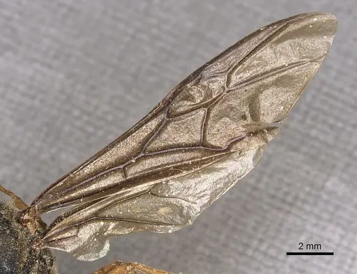 Carebara vidua - CASENT0902401