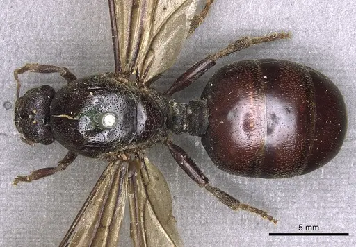 Carebara vidua - CASENT0902402