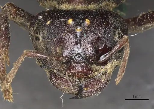 Carebara vidua - CASENT0902402