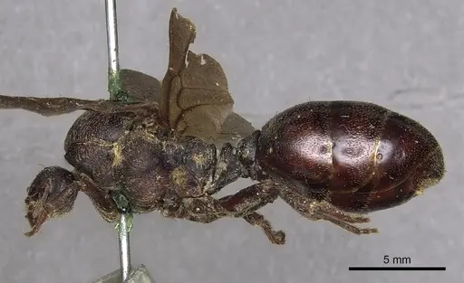 Carebara vidua - CASENT0902402