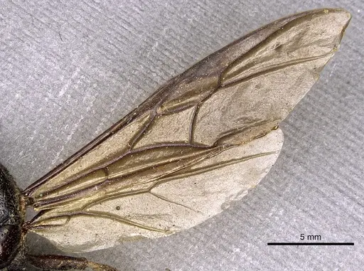 Carebara vidua - CASENT0902402