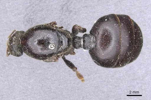 Carebara vidua - CASENT0913488