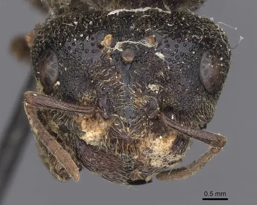 Carebara vidua - CASENT0913488