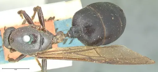 Carebara vidua - FOCOL1917