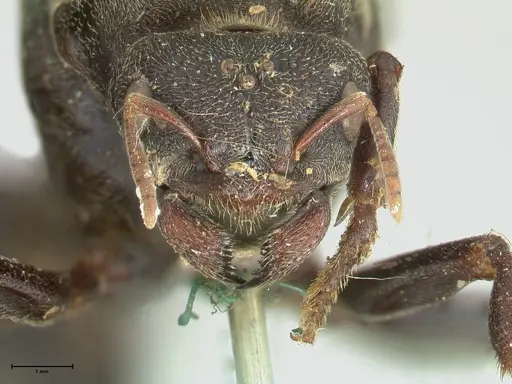 Carebara vidua - FOCOL1917