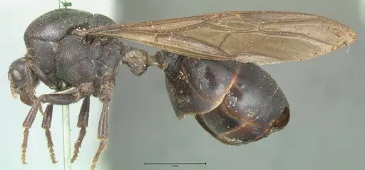 Carebara vidua - FOCOL1917