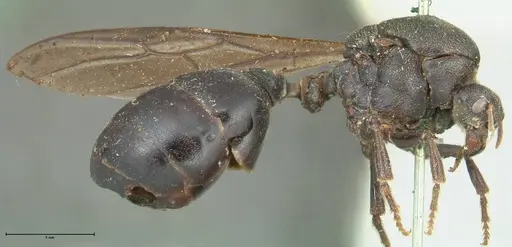 Carebara vidua - FOCOL1917