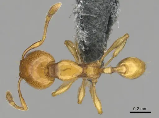 Carebara villiersi specimen