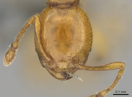 Carebara villiersi specimen