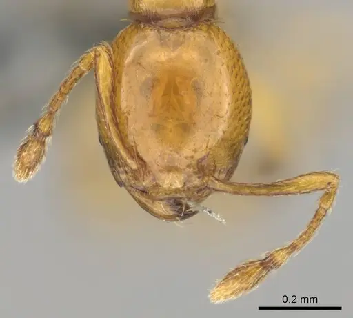 Carebara villiersi specimen