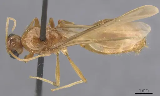 Carebara volsellata specimen