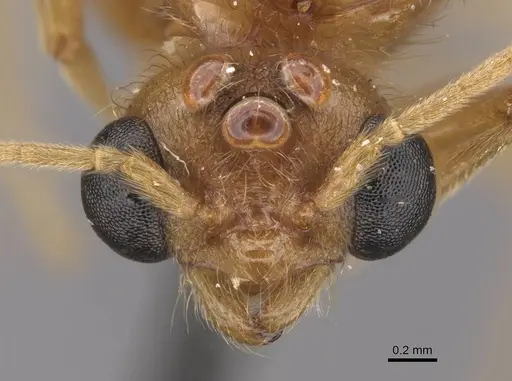 Carebara volsellata specimen