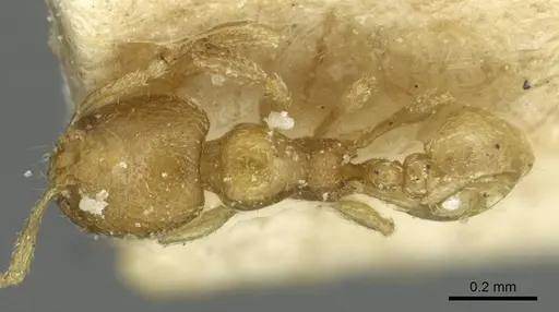 Carebara vorax specimen