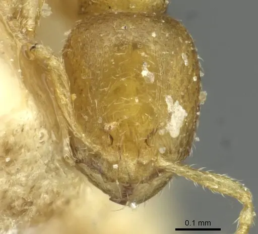 Carebara vorax specimen