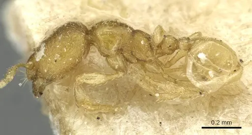 Carebara vorax specimen