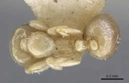 Carebara weyeri specimen