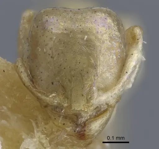 Carebara weyeri specimen