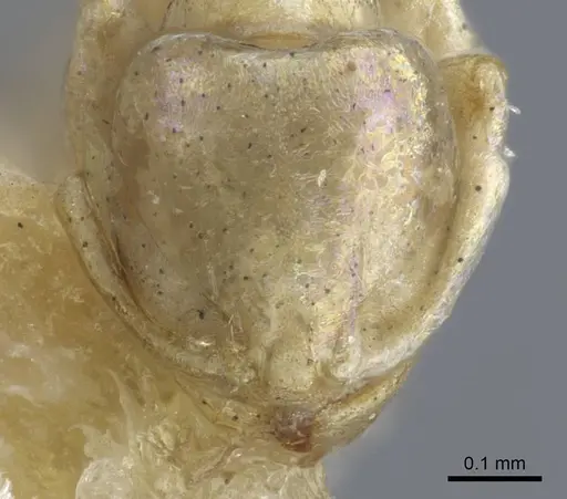 Carebara weyeri specimen