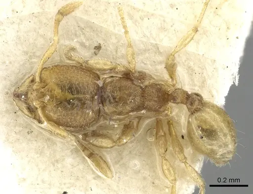 Carebara wroughtonii specimen