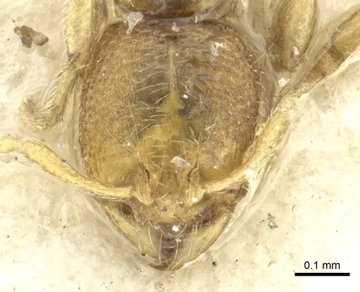 Carebara wroughtonii specimen