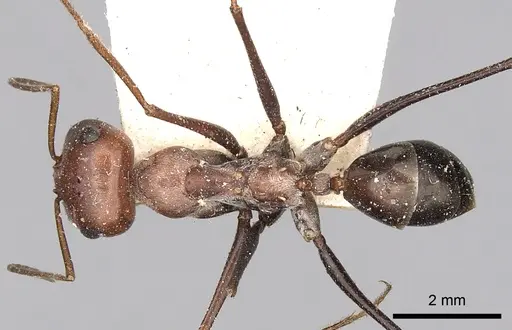 Cataglyphis adenensis specimen