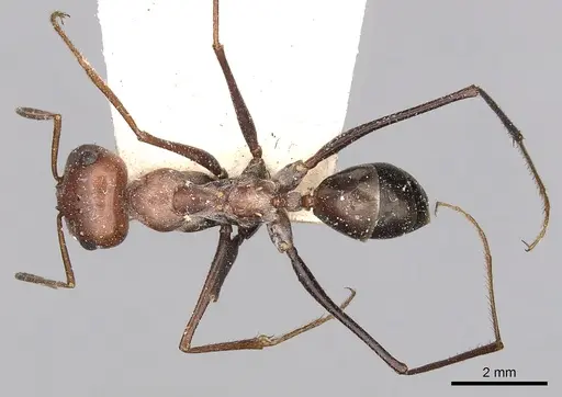 Cataglyphis adenensis specimen