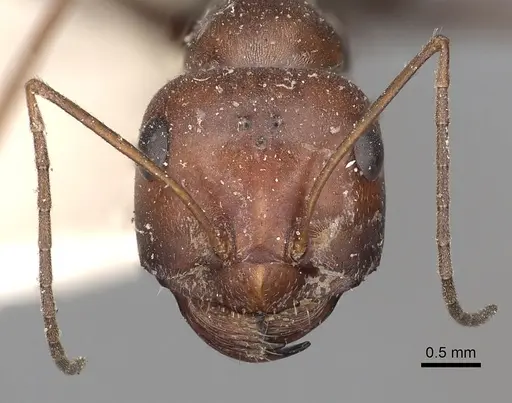 Cataglyphis adenensis specimen