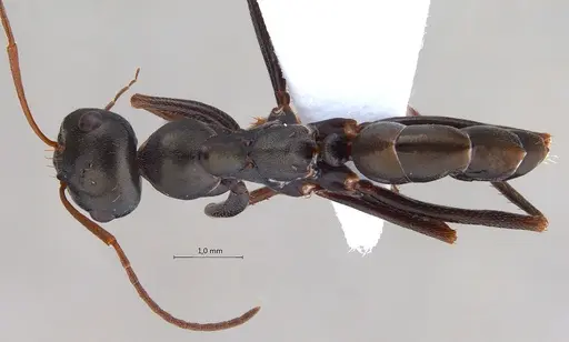 Cataglyphis aenescens specimen