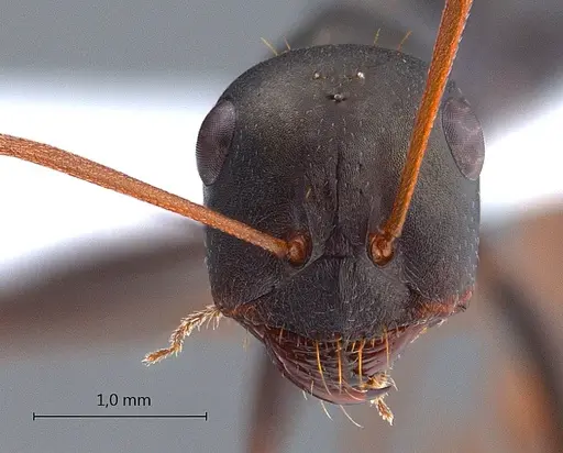 Cataglyphis aenescens specimen