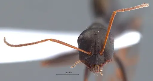 Cataglyphis aenescens specimen