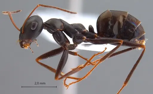 Cataglyphis aenescens - ANTWEB1008059