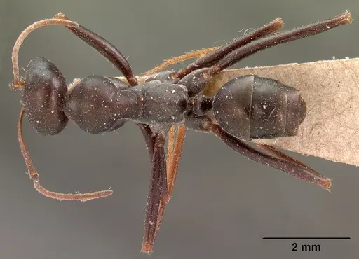 Cataglyphis aenescens - CASENT0102116