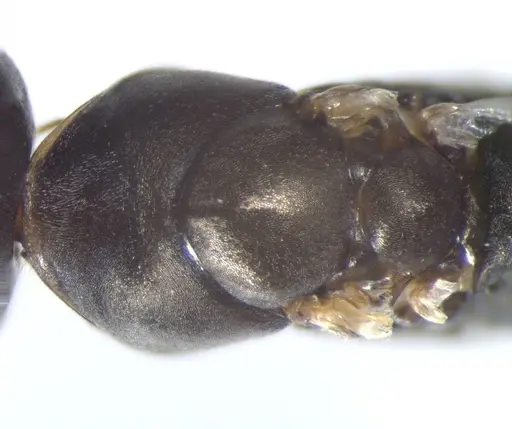 Cataglyphis aenescens - CASENT0823289