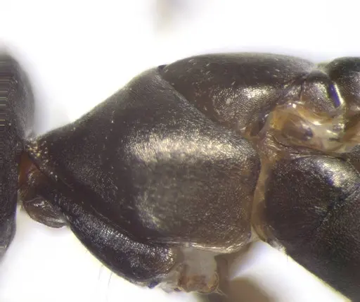 Cataglyphis aenescens - CASENT0823289