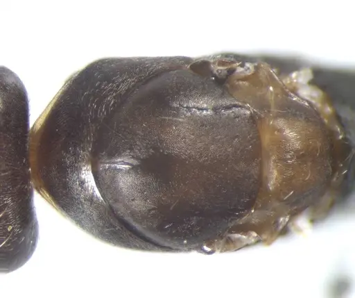 Cataglyphis aenescens - CASENT0823291