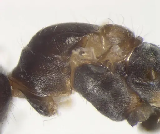 Cataglyphis aenescens - CASENT0823291