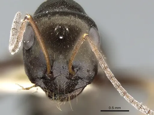 Cataglyphis aenescens - CASENT0906291