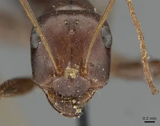 Cataglyphis aenescens - CASENT0911107