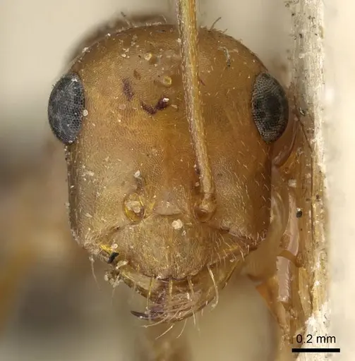 Cataglyphis aenescens - CASENT0911108