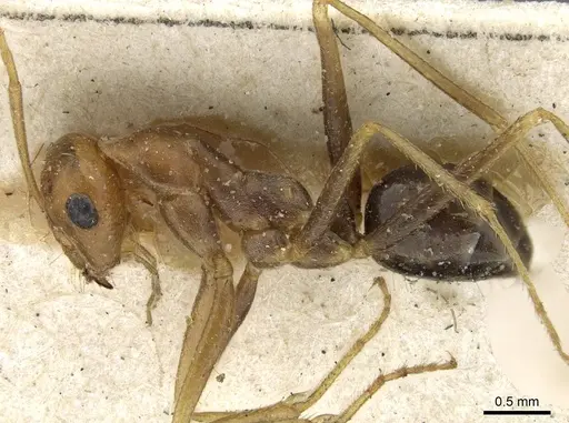 Cataglyphis aenescens - CASENT0911108