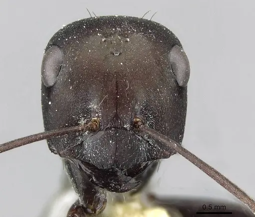 Cataglyphis aenescens - CASENT0911109