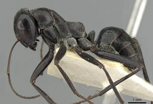 Cataglyphis aenescens - CASENT0911109