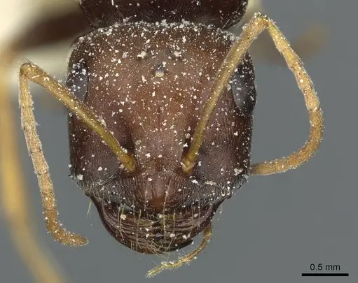 Cataglyphis aenescens - CASENT0912171